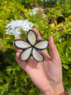 Black Edged Pointed Petal Flower Claw Clip 1pc